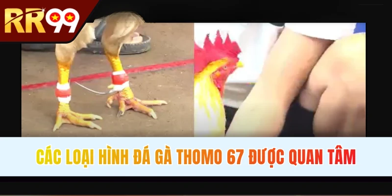 Các loại hình chọi kê Thomo không thể bỏ lỡ