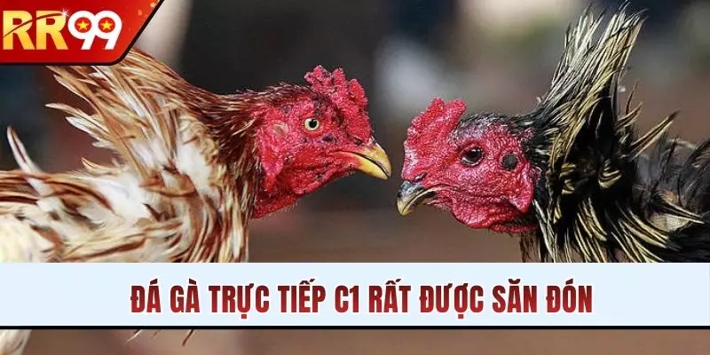 Đá gà trực tiếp C1 rất được săn đón