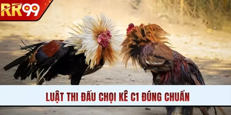 Luật thi đấu chọi kê C1 đúng chuẩn