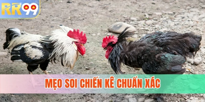 Mẹo soi chiến kê chuẩn xác