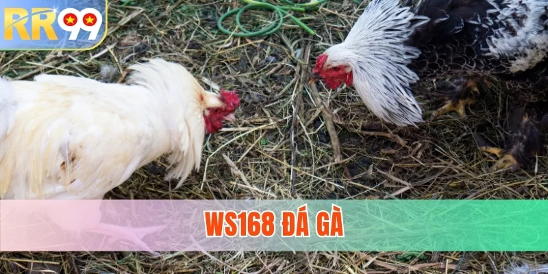 Ws168 Đá Gà - Sân Chơi Trực Tuyến Đẳng Cấp Quốc Tế